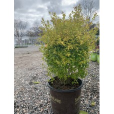 Sunshine Ligustrum 3 Gal